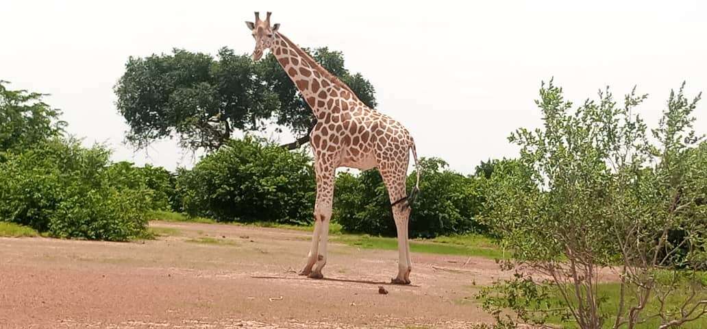 Image of West African Giraffe