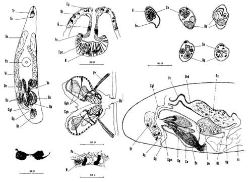 Image of Acrumena