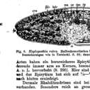 Image of Haploposthia rubra (An der Lan 1936)