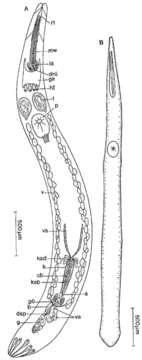 Слика од Schizorhynchidae