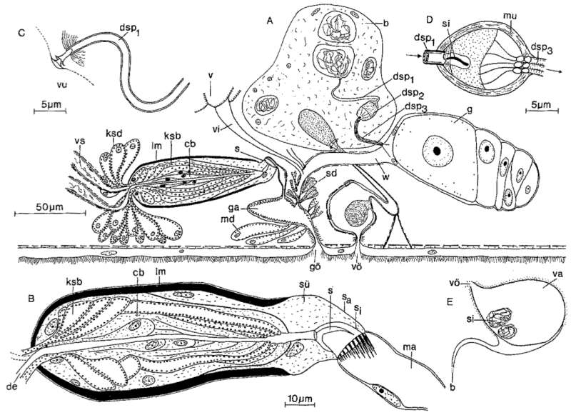Image of Schizorhynchidae