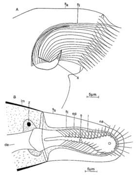 Plancia ëd Schizorhynchidae