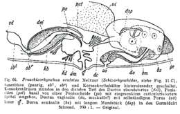 Plancia ëd Proschizorhynchella