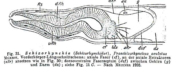 Слика од Proschizorhynchella