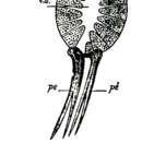 Image of Schizorhynchus coecus Hallez 1894