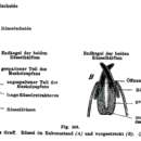 Image of Schizorhynchus tataricus Graff 1905