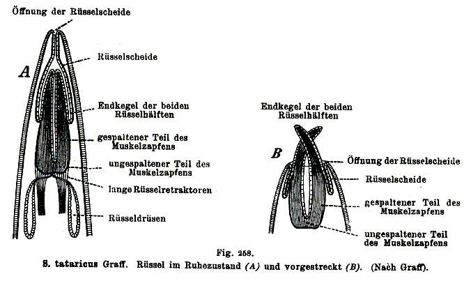 Plancia ëd Schizorhynchus