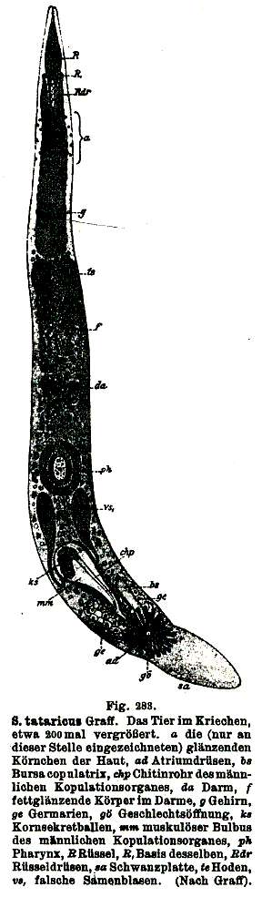 Image of Schizorhynchus