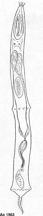 Image of Thylacorhynchus