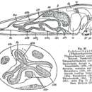 Image of Thylacorhynchus conglobatus Meixner 1928