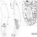 Image of Afronta rubra Faubel 1976