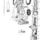 Image of Schizochilus martae (Marcus 1950)
