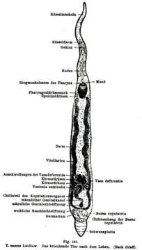 Слика од Typhlorhynchus