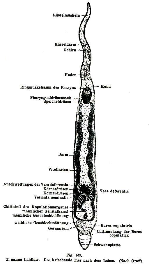 Plancia ëd Typhlorhynchus