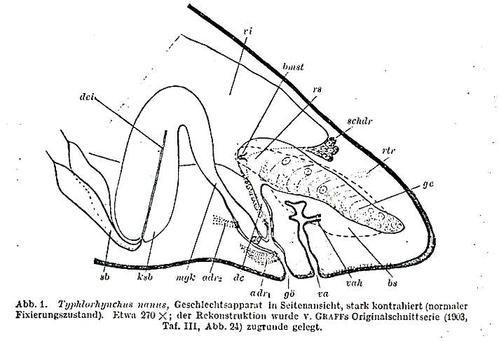 Image of Typhlorhynchus