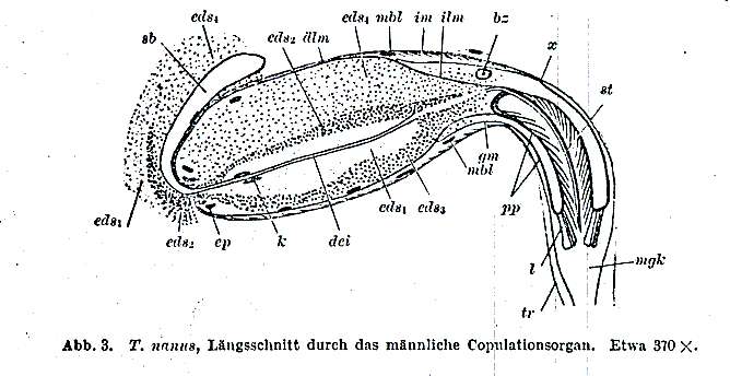 Image of Typhlorhynchus