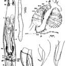 Image de Karkinorhynchus bruneti Schilke 1970