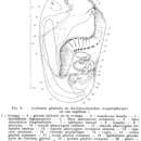 Image of Lehardyia megalopharynx (L'Hardy 1966)