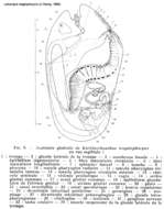 Image of Lehardyia