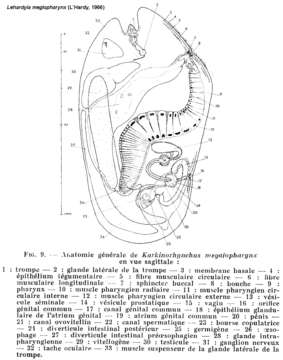 Image of Lehardyia