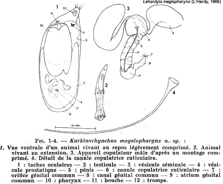 Image of Lehardyia