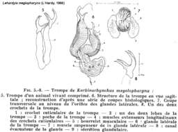 Image of Lehardyia