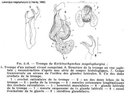 Image of Lehardyia