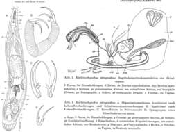 Image of Lehardyia tetragnatha (Ax & Schilke 1971)