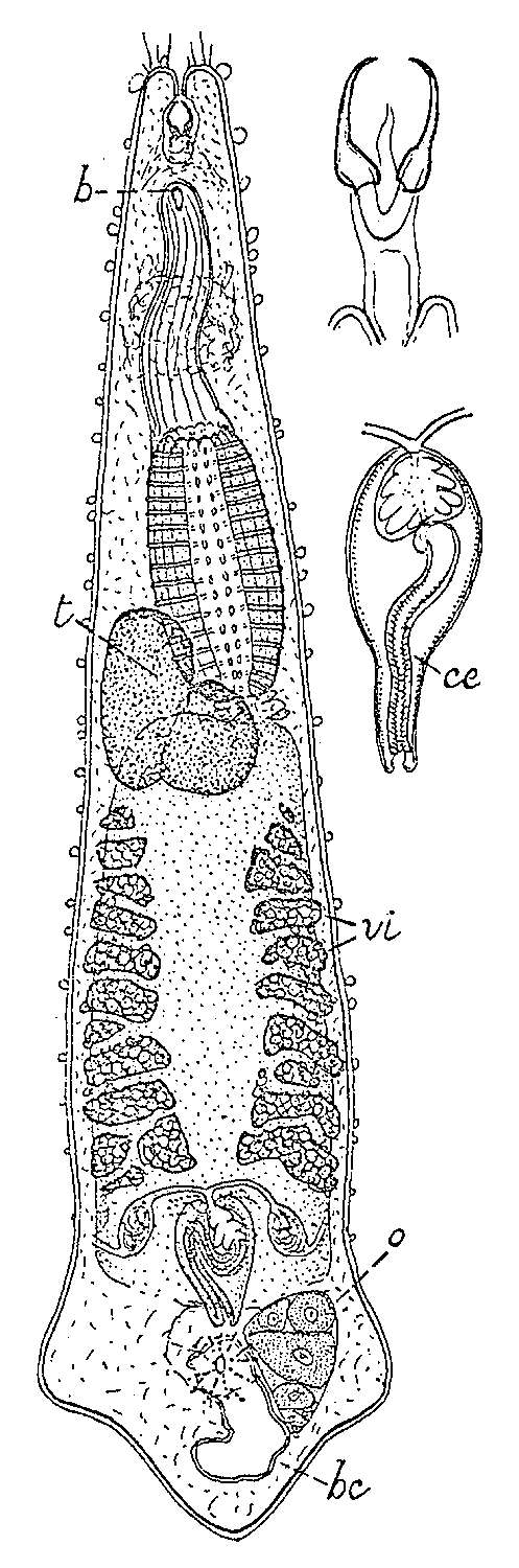 Image of Cheliplanidae