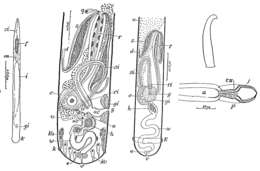 Слика од Cheliplanidae