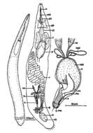 Слика од Cheliplanidae