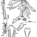 Image of Cheliplana curvocirro Schilke 1970