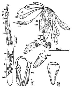 Image of Cheliplana curvocirro Schilke 1970