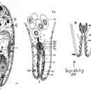 Imagem de Kuma monogonophora (Westblad 1946)