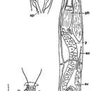 Image of Cheliplana evdonini Karling 1983