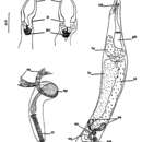 Image of Cheliplana firmata Brunet 1968