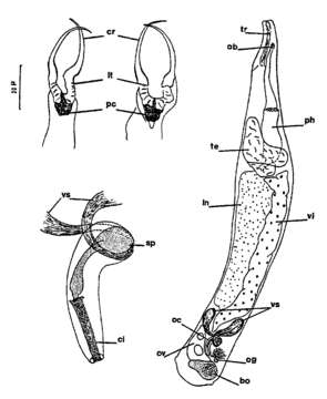 Image of Cheliplana firmata Brunet 1968