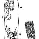 Image of Cheliplana orthocirra Ax 1959