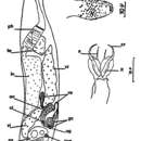 Image of Cheliplana piriformis Brunet 1968