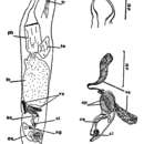 Image of Cheliplana pusilla Brunet 1968