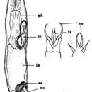 Image of Cheliplana varicauda Brunet 1971