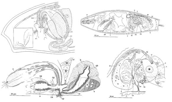 Image of Cheliplanilla