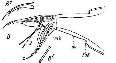 Image de Cheliplanilla