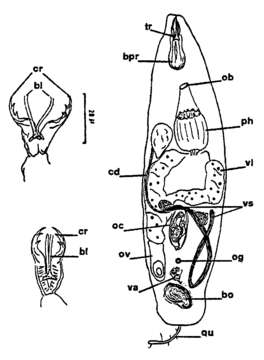 Image of Cheliplanilla implicata Brunet 1968