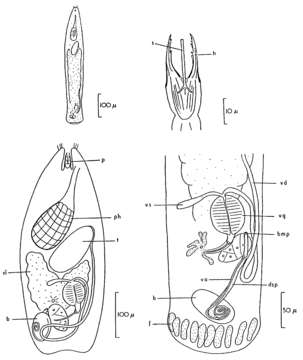 Image of Cheliplanilla karlingi Boaden 1963