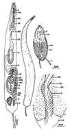 Image of Cheliplanilla rubra Schilke 1970