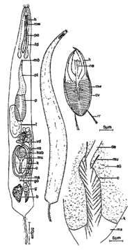 Image of Cheliplanilla rubra Schilke 1970