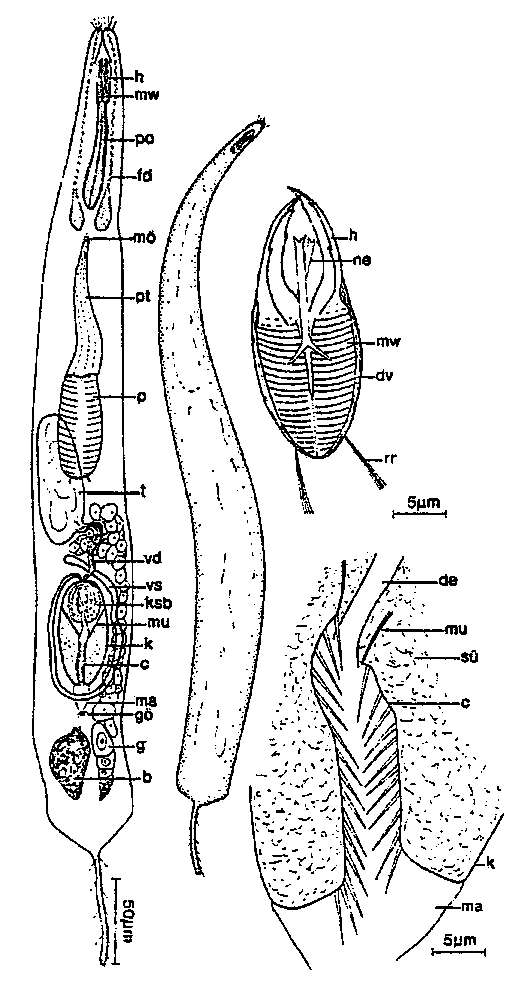 Image of Cheliplanilla rubra Schilke 1970