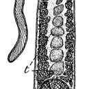 Image of Diascorhynchus glandulosus (de Beauchamp 1927)