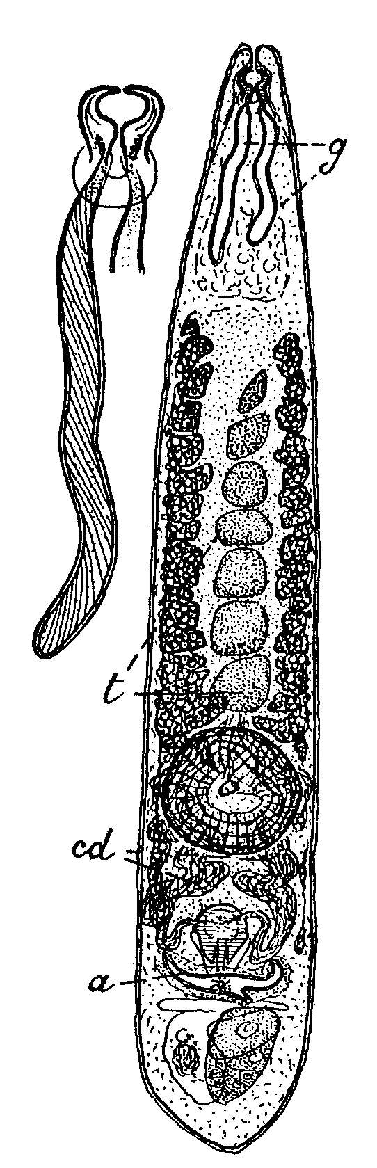 Image of Diascorhynchidae